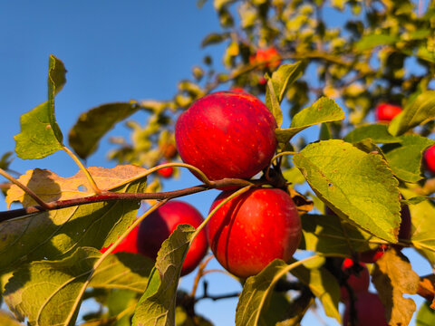 Bright red apples on the branch