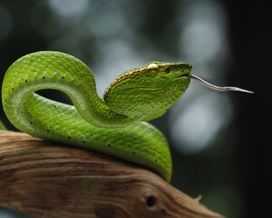 This vibrant green Sabah Pit Viper (Tropidolaemus subannulatus) is coiled on a branch, its striking color contrasting with the wood, 27 October 2025 Indonesia