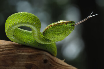 Obraz premium This vibrant green Sabah Pit Viper (Tropidolaemus subannulatus) is coiled on a branch, its striking color contrasting with the wood, 27 October 2025 Indonesia