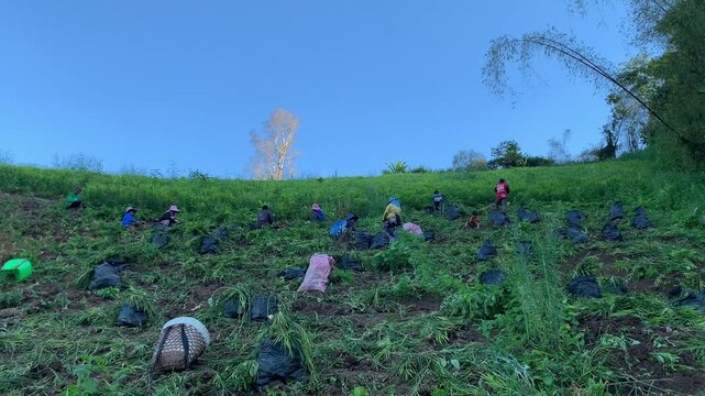My group of workers are working together to harvest the family's crops. Mine is digging ginger.