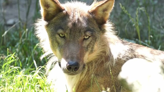 Wild wolf captures the sunlight in a vibrant grassland during a summer afternoon, showcasing its curious expressions and stunning features