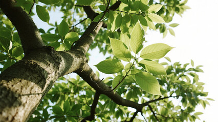 Fototapeta premium Tree branch with green leaves against sky