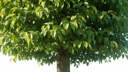 Fototapeta premium Green tree leaves in sunlight