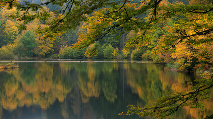 colorful autumn forest with reflection in the lake, black forest, Germany, background image