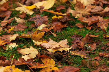 Golden maple leaves on the grass, autumn