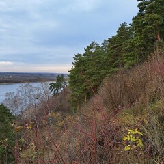 dunes and trees