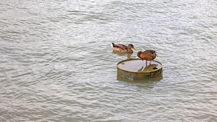 Wild Ducks Mallard Standing at Oil Barrel in Polluted River Water