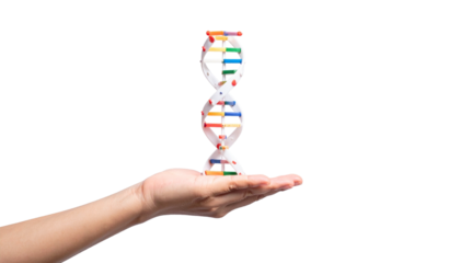 A hand is holding a DNA structure