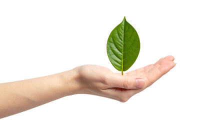 A hand delicately holding a single, vibrant green leaf, symbolizing nature and new beginnings. The leaf represents growth, sustainability, and environmental care.