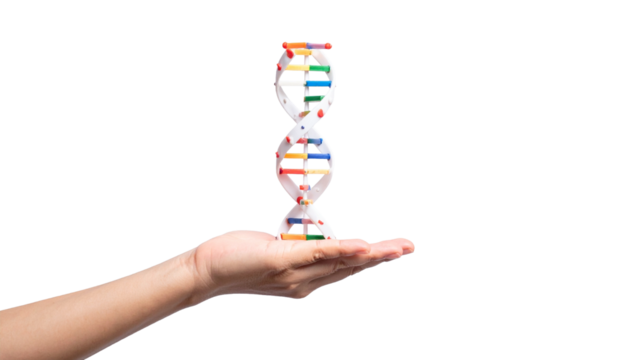 A hand is holding a DNA structure