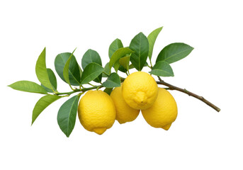Isolated Yellow Lemons on a Twig with Leaves. Group of Ripe Citrus Fruit for Lemonade © Elvin