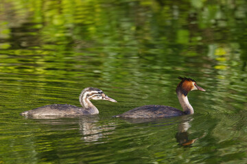 Two great crested grebes in the lake, a young great crested grebe and an adult swimming in the stream, young great crested grebe swimming after the adult, red eyes of a bird, Podiceps cristatus