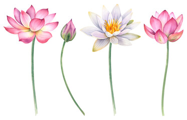 A set of pink and white lotus flowers on an isolated background. The watercolor illustration is hand-drawn. Delicate water lilies for spa, zen design. Clipart for printing postcards.