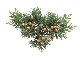 Isolated Arborvitae branch with cones evergreen nature twig ornamental shrub small conifer