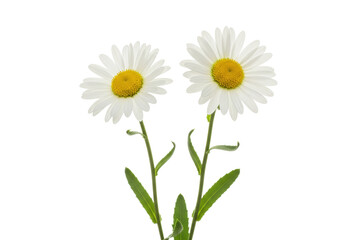 Isolated pair of lovely daisy flowers, delicate white petals, yellow centers, green stems