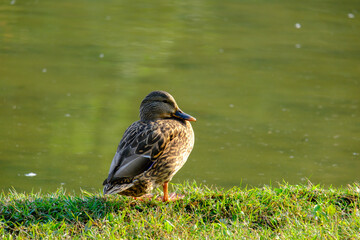 Autumn at Portello park in Milan, Italy. Birds at the lake