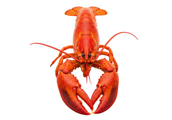 Isolated Cooked lobster ready to eat, delectable seafood dish perfect for a dinner, fresh meat
