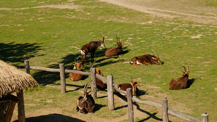 Resting herd of sable antelope - Hippotragus niger, with long backwardâ€‘curving horns and chestnut coats, on sunlit grassland fenced habitat. Safari, wildlife, and conservation. Prague Zoo.