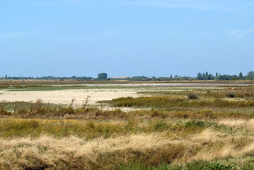 Fototapeta premium réserve naturelle du Marais d'Yves; 17, Charente Maritime, France
