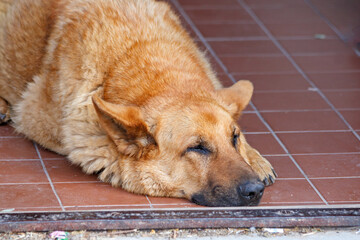 german shepherd dog