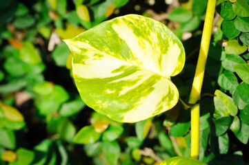Devils Ivy, Golden Pothos or Hunters Robe or Epipremnum aureum or Araceae and ficus pumila or...