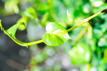 Devils Ivy, Golden Pothos or Hunters Robe or Epipremnum aureum or Araceae