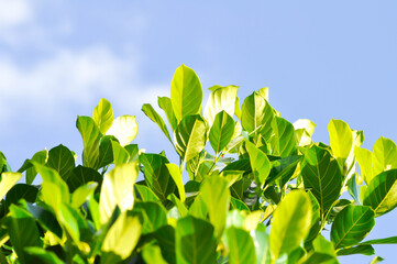 Artocarpus heterophyllus Lam, A heterophylla or jackfruit or jackfruit tree or jackfruit leaves or...