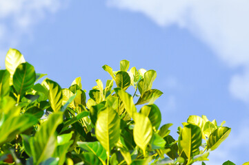 Artocarpus heterophyllus Lam, A heterophylla or jackfruit or jackfruit tree or jackfruit leaves or...