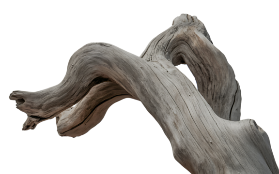 Gnarly weathered driftwood branch with intricate textures and curves isolated on transparent background