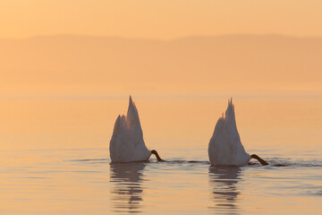 Two mute swans (Cygnus olor) dipping their heads underwater at sunrise, in peaceful golden light.