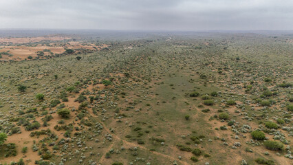Aerial view of the Thar Desert in Jaisalmer, Rajasthan during monsoon morning, showing green Khejri, Rohida, Babool, and Ker trees with Kair bushes and Peelu plants scattered across moist sand dunes.