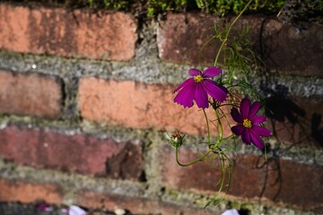 レンガの前で咲く赤いコスモス