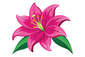 lily in shocking pink color vector in white background