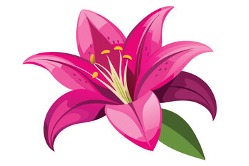 lily in shocking pink color vector in white background