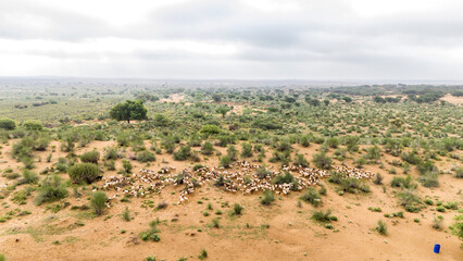 Aerial shot of a group of white sheep grazing in the Thar Desert near Khuri, Jaisalmer, Rajasthan, on a monsoon morning, surrounded by moist golden sand and sparse green desert vegetation.