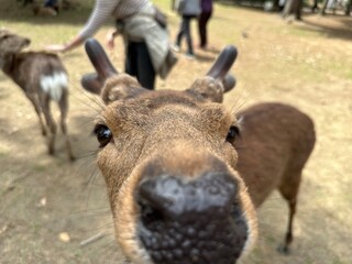 Fototapeta premium Curious deer sniffing the camera lens in a Japanese park