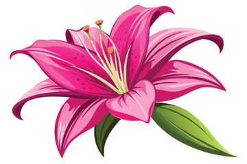 lily in shocking pink color vector in white background