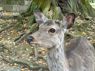 Junges Reh im Wald zwischen Bäumen in natürlicher Wildtierumgebung