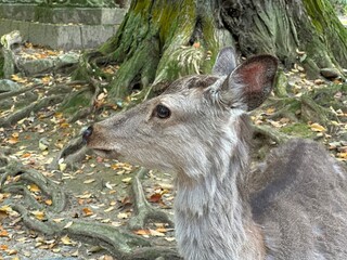 Close-up portrait of a deer with velvet antlers in a forest park