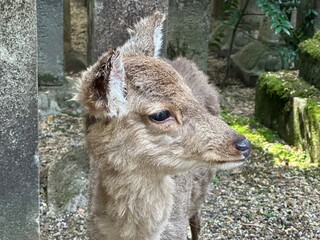 Fototapeta premium Close-up of a deer near stone pillars at a Japanese shrine