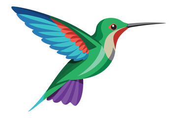 hummingbird vector in white background