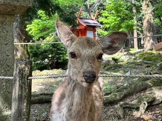 Wild deer standing in a grassy field in Japan