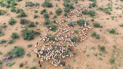 Top-down aerial shot of a group of white sheep in the Thar Desert near Khuri, Jaisalmer, Rajasthan, grazing on moist sand dunes with sparse green desert vegetation on a monsoon morning.