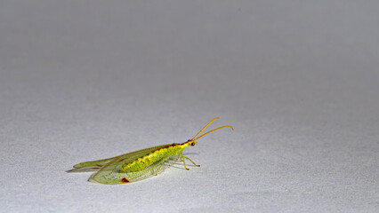 close up of chrysopidae