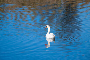 A solitary white swan glides peacefully across a rippling blue lake, mirrored perfectly in the calm water.