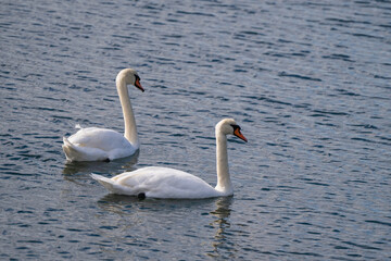 Fototapeta premium Two elegant white swans glide side by side across calm rippling water under a soft, overcast sky.