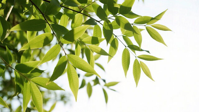 Green leaves on tree branch