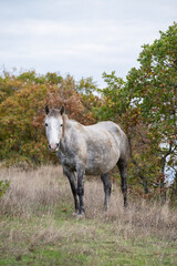 A dappled gray horse grazes peacefully in dry autumn grass beside trees with fading green and brown leaves.