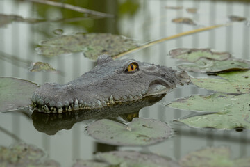 krokodil wasser see gefahr