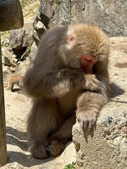 Japanese macaque baby with mother in natural habitat
